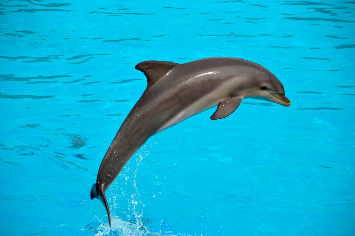 Les dauphins font escale à Campomoro